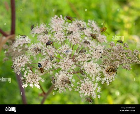 Pastinaken Insekten